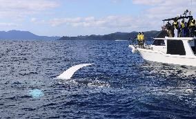 Whale off southwestern Japan