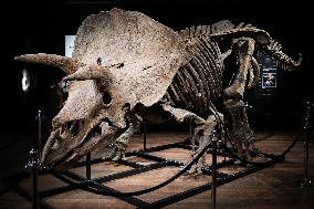 The Skeleton of the Big John triceratops exposed at the Hotel Drouot - Paris