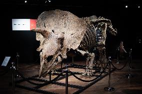 The Skeleton of the Big John triceratops exposed at the Hotel Drouot - Paris