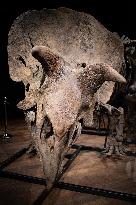 The Skeleton of the Big John triceratops exposed at the Hotel Drouot - Paris