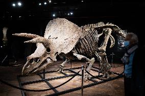 The Skeleton of the Big John triceratops exposed at the Hotel Drouot - Paris