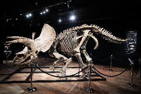 The Skeleton of the Big John triceratops exposed at the Hotel Drouot - Paris