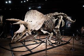 The Skeleton of the Big John triceratops exposed at the Hotel Drouot - Paris