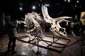 The Skeleton of the Big John triceratops exposed at the Hotel Drouot - Paris