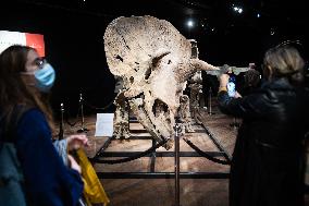 The Skeleton of the Big John triceratops exposed at the Hotel Drouot - Paris