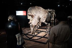 The Skeleton of the Big John triceratops exposed at the Hotel Drouot - Paris