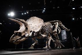 The Skeleton of the Big John triceratops exposed at the Hotel Drouot - Paris