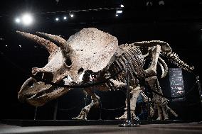 The Skeleton of the Big John triceratops exposed at the Hotel Drouot - Paris