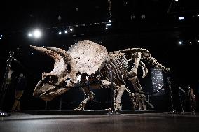 The Skeleton of the Big John triceratops exposed at the Hotel Drouot - Paris