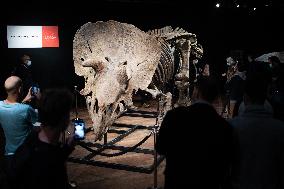 The Skeleton of the Big John triceratops exposed at the Hotel Drouot - Paris