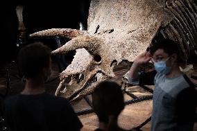 The Skeleton of the Big John triceratops exposed at the Hotel Drouot - Paris