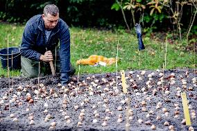 7 Million Flower Bulbs Planted In Keukenhof - Lisse