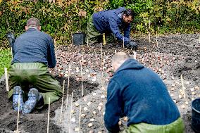 7 Million Flower Bulbs Planted In Keukenhof - Lisse