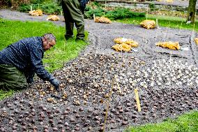 7 Million Flower Bulbs Planted In Keukenhof - Lisse