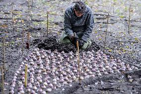 7 Million Flower Bulbs Planted In Keukenhof - Lisse