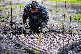 7 Million Flower Bulbs Planted In Keukenhof - Lisse