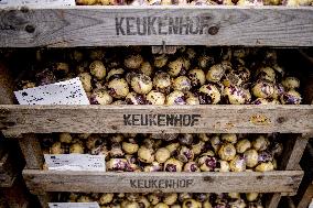 7 Million Flower Bulbs Planted In Keukenhof - Lisse