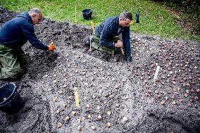 7 Million Flower Bulbs Planted In Keukenhof - Lisse