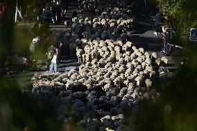 Sheep En Route To Winter Pastures - Madrid
