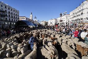 Sheep En Route To Winter Pastures - Madrid