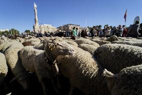 Sheep En Route To Winter Pastures - Madrid