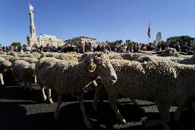 Sheep En Route To Winter Pastures - Madrid