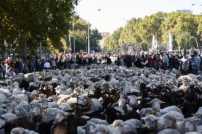 Sheep En Route To Winter Pastures - Madrid