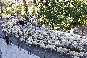 Sheep En Route To Winter Pastures - Madrid