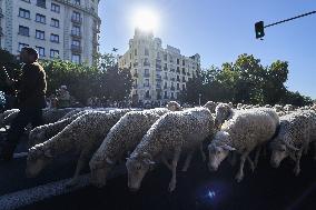 Sheep En Route To Winter Pastures - Madrid