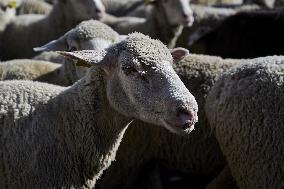 Sheep En Route To Winter Pastures - Madrid