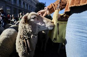 Sheep En Route To Winter Pastures - Madrid