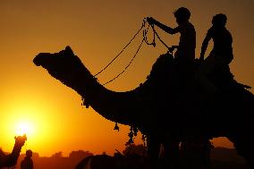 Camel Safari At The Desert Of Pushkar - India