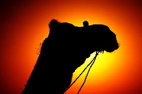 Camel Safari At The Desert Of Pushkar - India