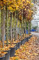 Canopee Plan 10,000 Trees Over Ten Years - Strasbourg