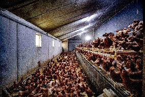 Dutch Farmers Ordered To Keep Poultry Inside To Limit Bird Flu Contagion