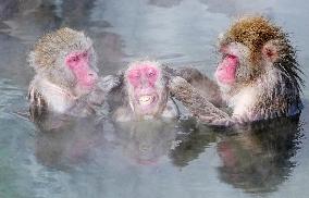 Monkeys in northern Japan hot spring