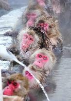 Monkeys in northern Japan hot spring