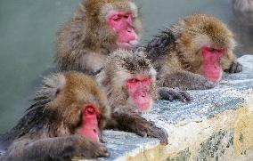 Monkeys in northern Japan hot spring