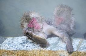 Monkeys in northern Japan hot spring