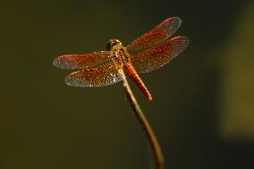 Dragonfly - India