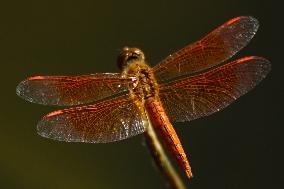 Dragonfly - India