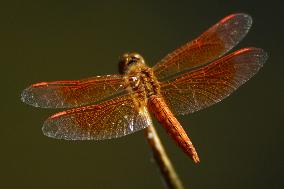 Dragonfly - India