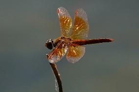 Dragonfly - India