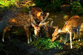 Deer Inside The Pushkar Garden - India