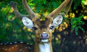 Deer Inside The Pushkar Garden - India