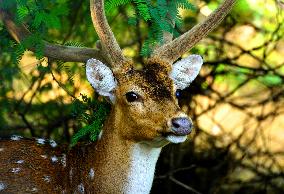 Deer Inside The Pushkar Garden - India