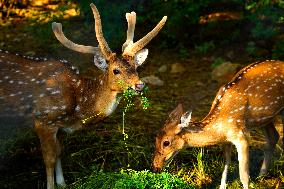 Deer Inside The Pushkar Garden - India