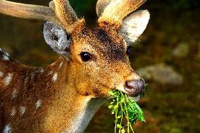 Deer Inside The Pushkar Garden - India