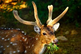 Deer Inside The Pushkar Garden - India