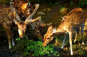 Deer Inside The Pushkar Garden - India